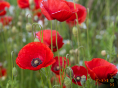 Mohn