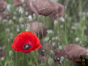 Mohn_002