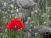 Mohn_003