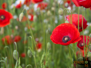 Mohn_004