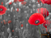 Mohn_005