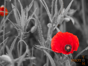 Mohn_015