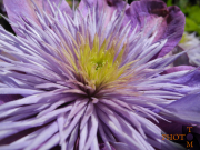 Blumen_010