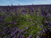 Lavendel_001