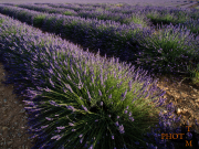 Lavendel_002