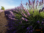 Lavendel_003