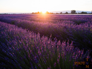 Lavendel_005