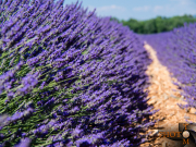 Lavendel_009