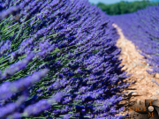 Lavendel_010