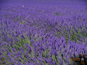 Lavendel_011