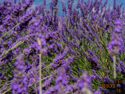 Lavendel_012