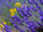 Lavendel_013