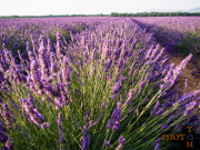 Lavendel_015