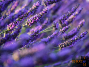 Lavendel_017