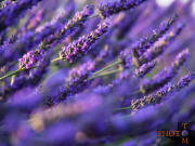 Lavendel_018