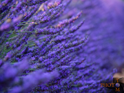 Lavendel_020