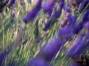 Lavendel_021