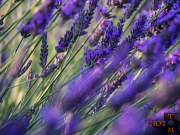 Lavendel_022