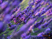 Lavendel_023