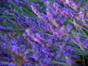 Lavendel_024