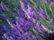 Lavendel_025