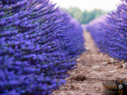 Lavendel_027