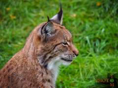 Luchs