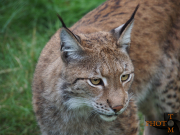 Luchs_003