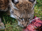 Luchs_005