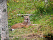 Luchs_007