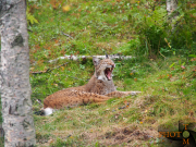 Luchs_008