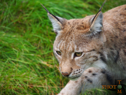 Luchs_010