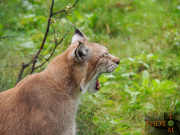 Luchs_012