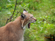 Luchs_013