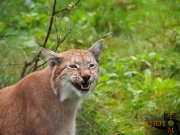 Luchs_016