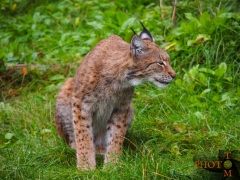 Luchs_002