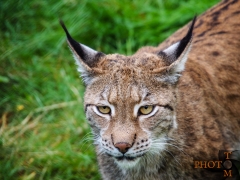 Luchs_004