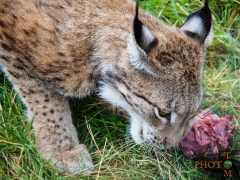 Luchs_006