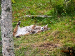 Luchs_009