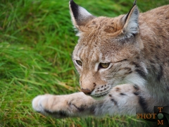 Luchs_011