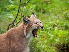 Luchs_014