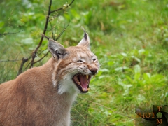 Luchs_015