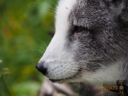 Norwegen-054_Polar_Zoo-2013_08_27_14_26_20-NWAY1564