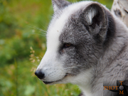 Norwegen-054_Polar_Zoo-2013_08_27_14_27_52-NWAY1572