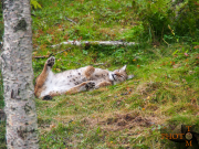 Norwegen-054_Polar_Zoo-2013_08_27_15_20_40-NWAY1672