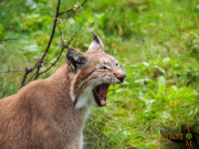 Norwegen-054_Polar_Zoo-2013_08_27_15_35_52-NWAY1742