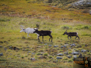 Norwegen-060_Kvaenangen_Fiell-2013_08_31_11_36_52-NWAY2028