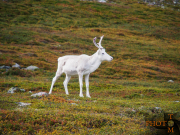 Norwegen-060_Kvaenangen_Fiell-2013_08_31_12_25_26-NWAY2064