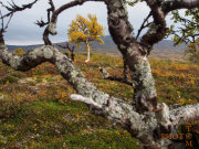 Norwegen-070_Kjoelifiell-2013_09_06_17_50_20-NWAY2556