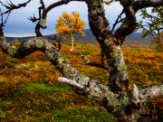 Norwegen-070_Kjoelifiell-2013_09_06_17_50_20-NWAY2557